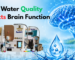 How Water Quality Affects Brain Function